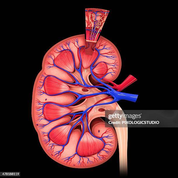 Kidney Section 483 Human Kidney Cross Section Stock Photos, High-Res Pictures, and ...