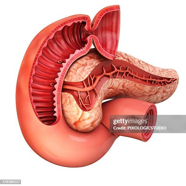human pancreas, artwork - endocrine system stock illustrations
