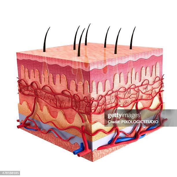 ilustraciones, imágenes clip art, dibujos animados e iconos de stock de human skin, artwork - partes del cuerpo