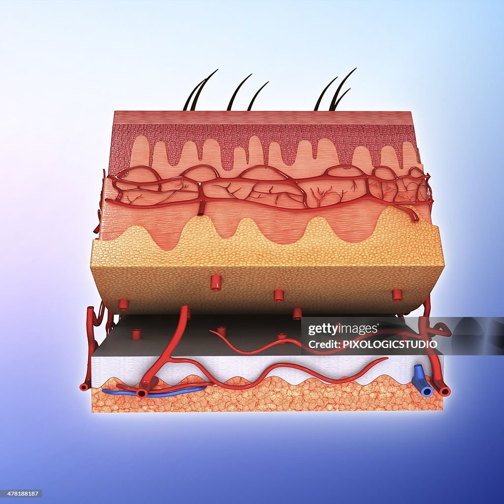 Skin Vector Image Human Skin Artwork High-Res Vector Graphic - Getty Images