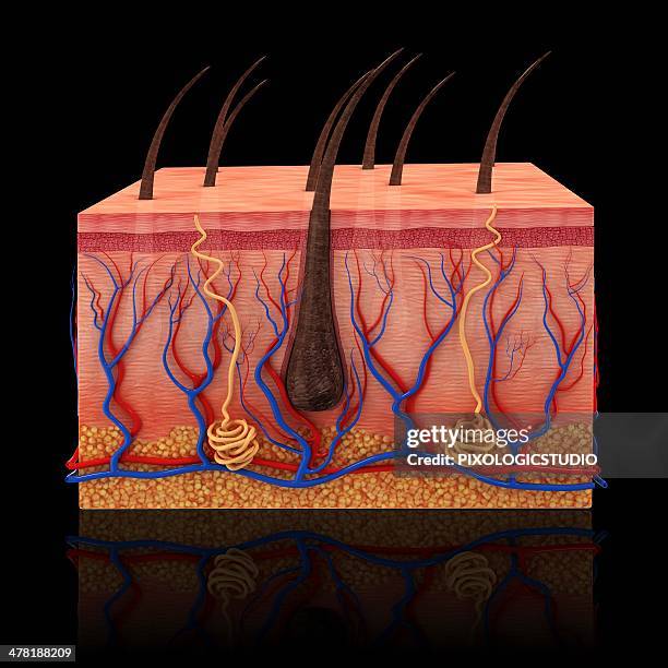 human skin, artwork - sweat gland stock illustrations