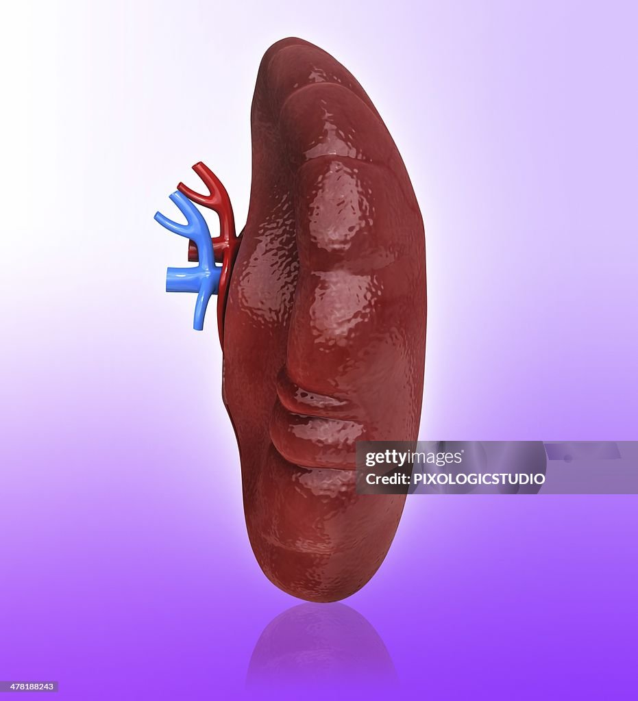 Human spleen, artwork
