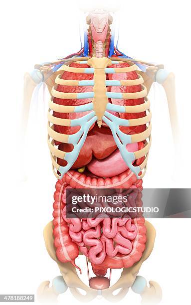 human digestive system, artwork - torso stock illustrations