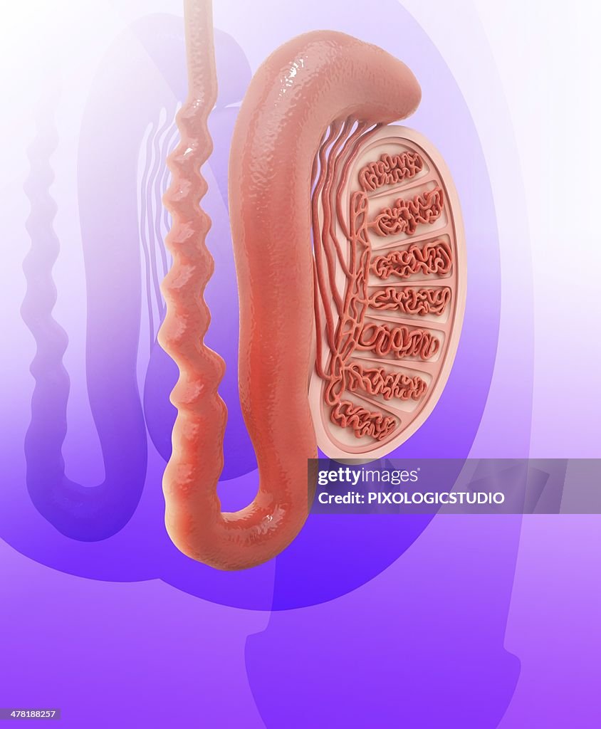 Human testicle, artwork