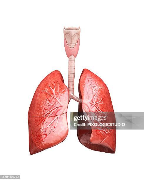 stockillustraties, clipart, cartoons en iconen met human lungs, artwork - menselijke long