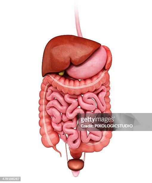 human digestive system, artwork - appendix stock illustrations