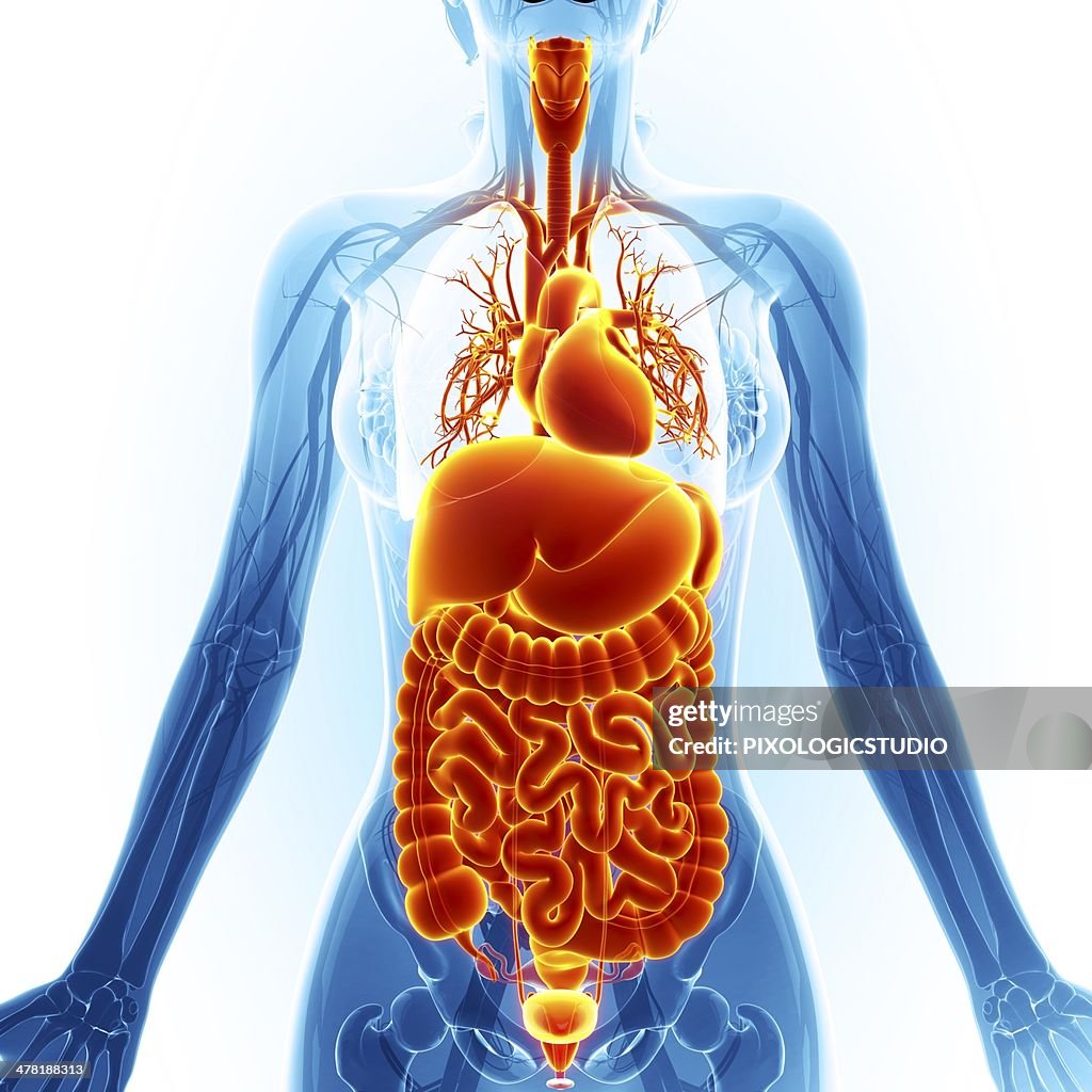 Human Internal Organs Artwork High-Res Vector Graphic - Getty Images