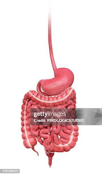 human digestive system, artwork - appendix stock illustrations