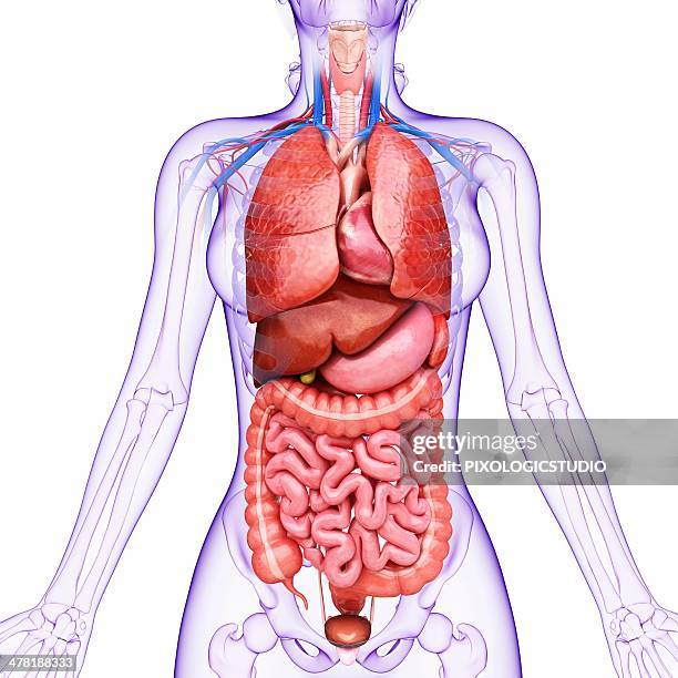 human internal organs, artwork - appendix stock illustrations