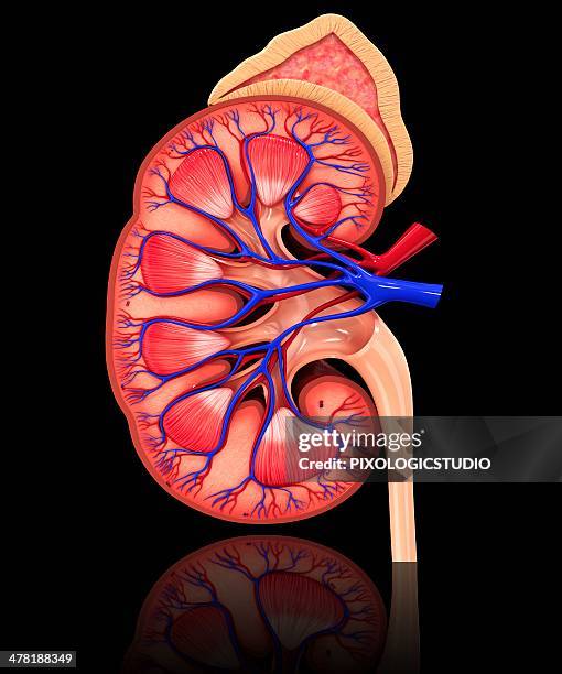 human kidney, artwork - human vein stock illustrations