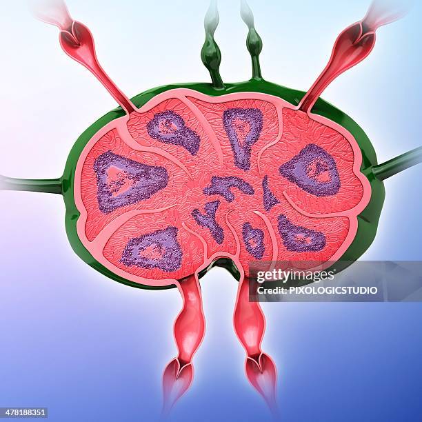 human lymph node, artwork - lymph node stock illustrations