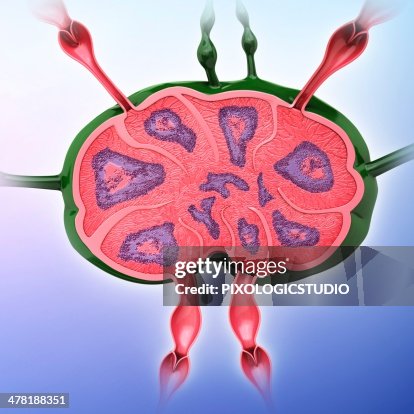 Human lymph node, artwork Human lymph node, artwork