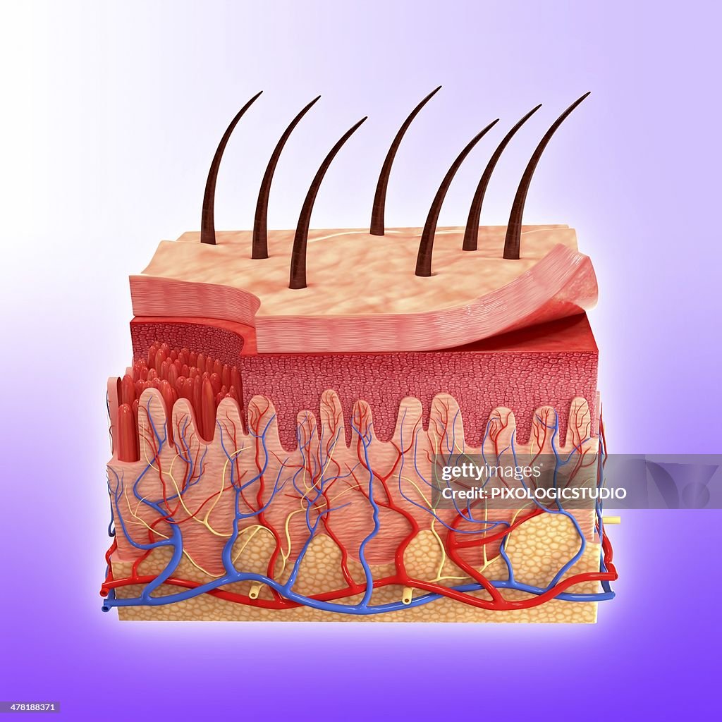 Skin Vector Image Human Skin Artwork High-Res Vector Graphic - Getty Images