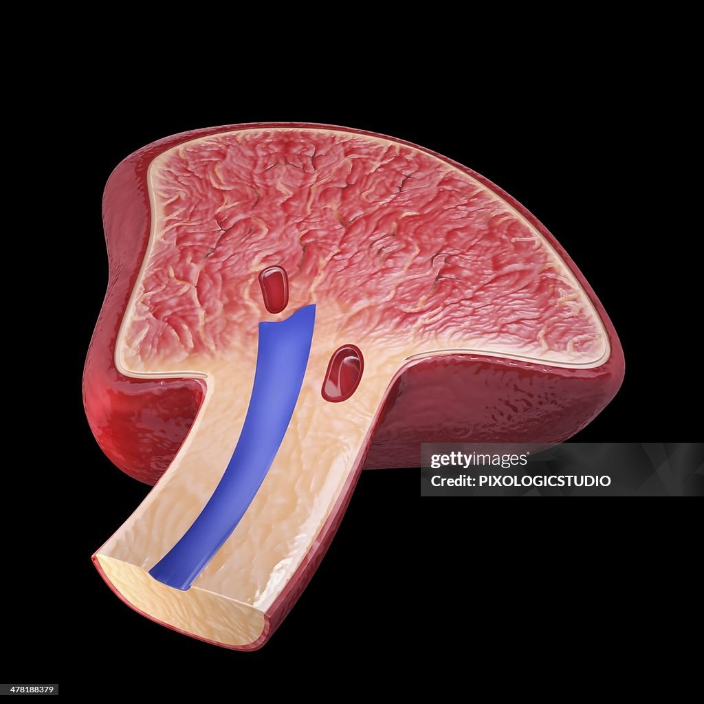 Human spleen, artwork