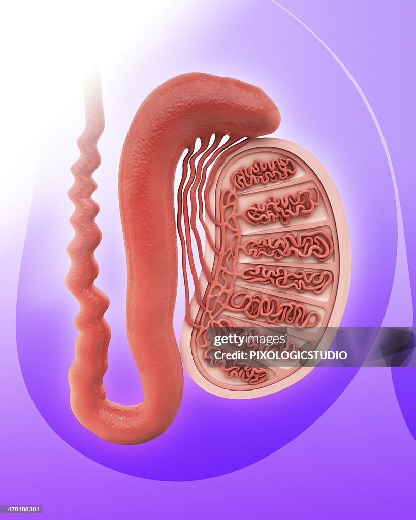 Human testicle, artwork