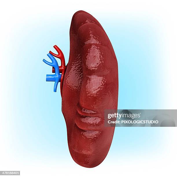 ilustraciones, imágenes clip art, dibujos animados e iconos de stock de human spleen, artwork - arteria esplénica