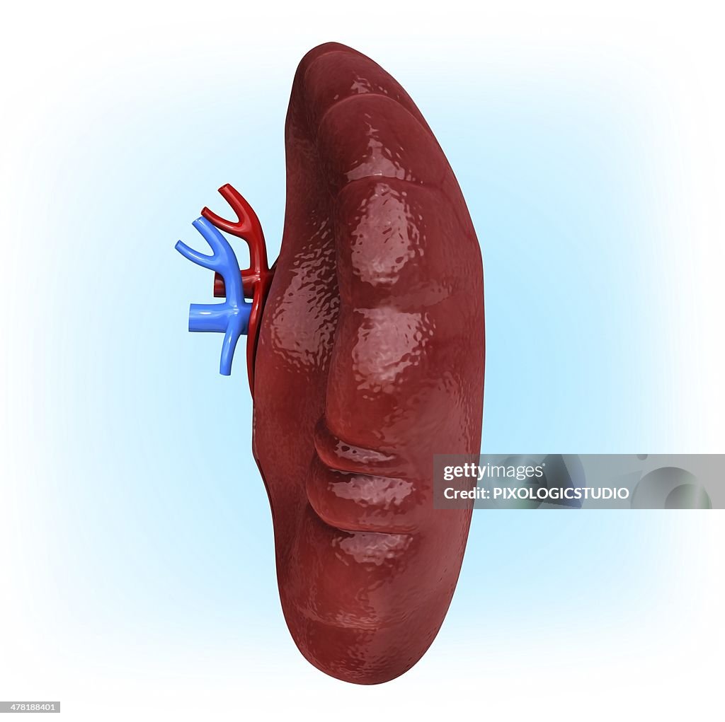 Human spleen, artwork