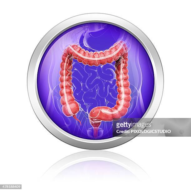 human digestive system, artwork - sigmoid colon stock illustrations