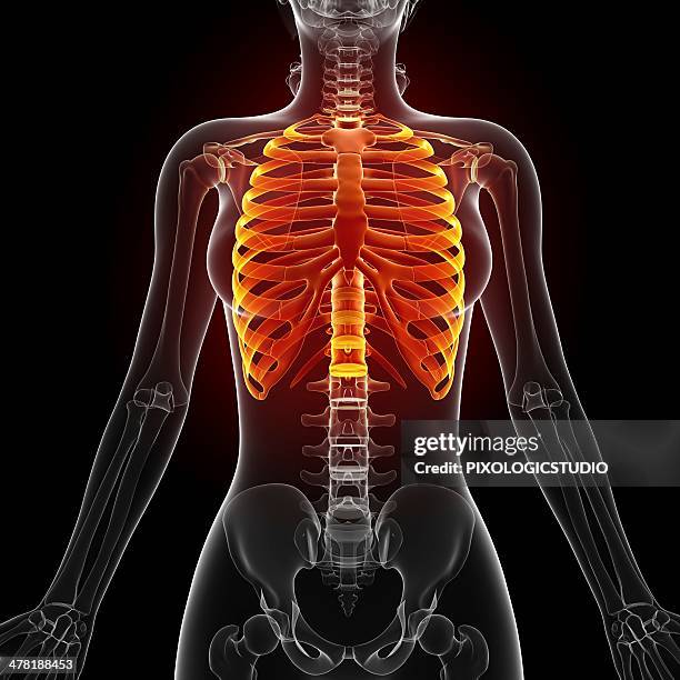 Nice Rib Cage Female Rib Cage Photos and Premium High Res Pictures - Getty Images