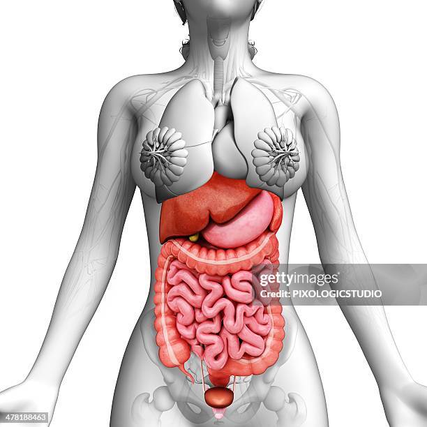 female anatomy, artwork - appendix stock illustrations