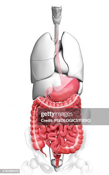 human digestive system - appendix stock illustrations