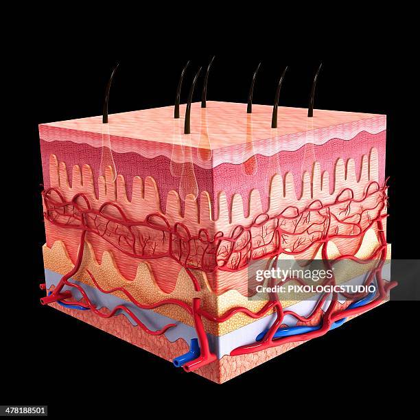 human skin, artwork - dermis stock illustrations