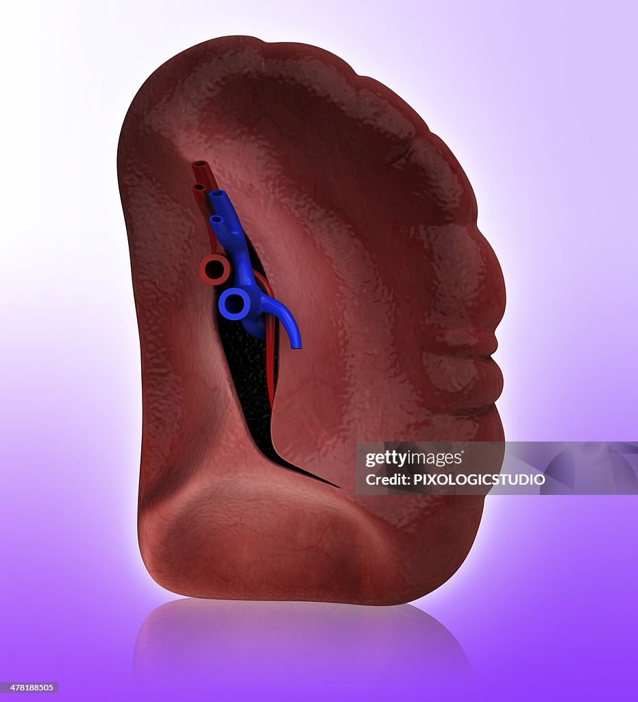Human spleen, artwork