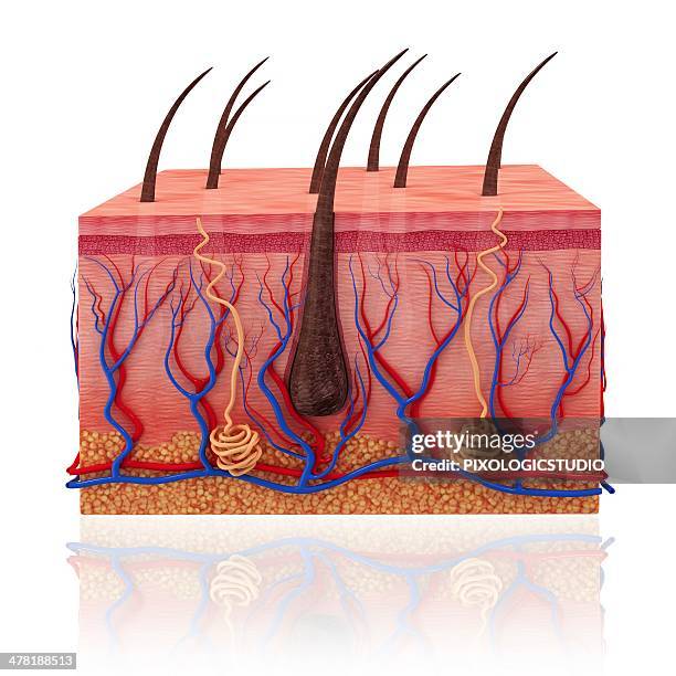 human skin, artwork - hair shaft stock illustrations