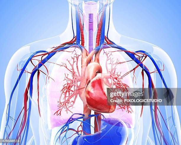 stockillustraties, clipart, cartoons en iconen met human cardiovascular system, artwork - menselijke slagader