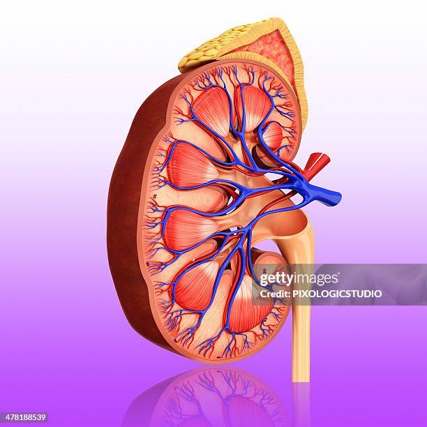 human kidney, artwork - endocrine system stock illustrations