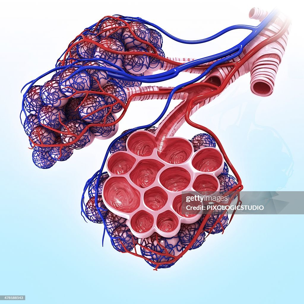 Human alveoli, artwork