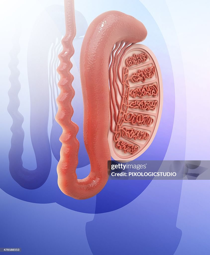 Human testicle, artwork