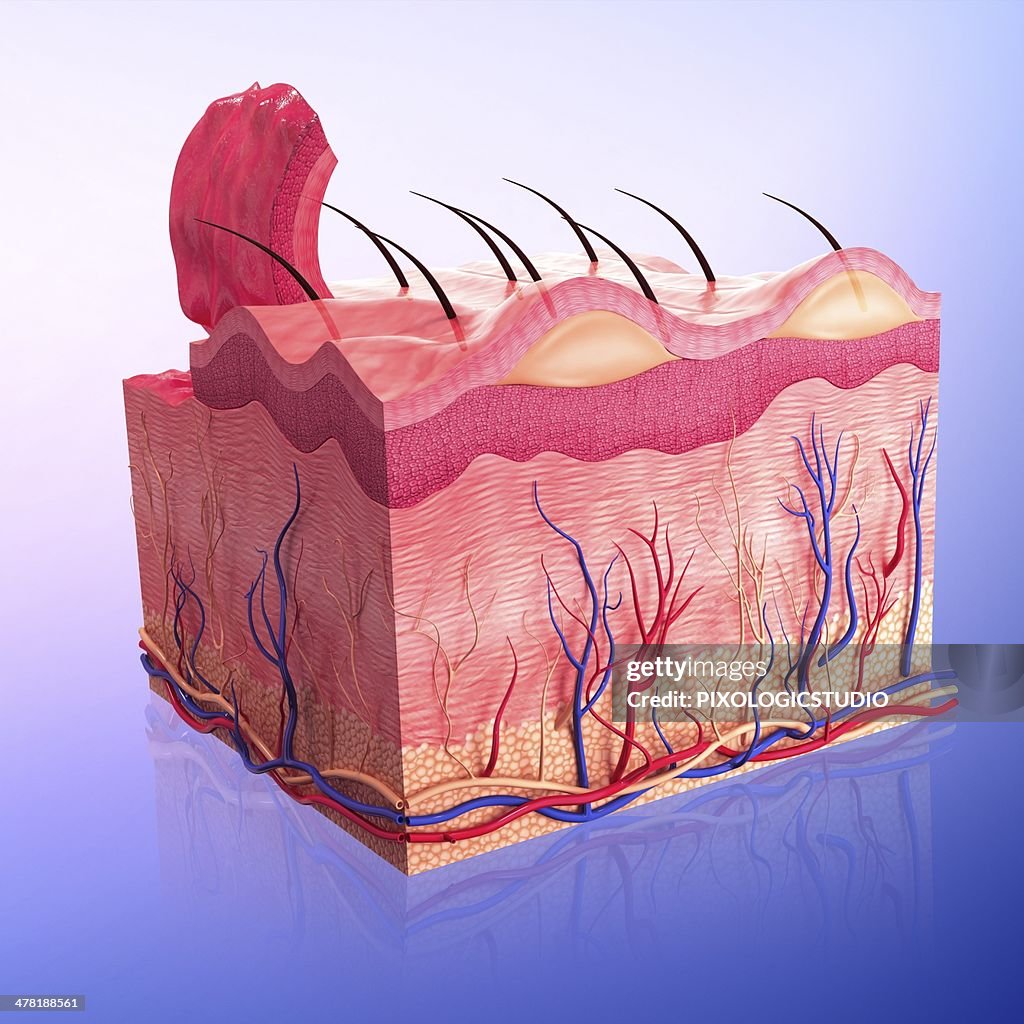 Skin Vector Image Human Skin Artwork High-Res Vector Graphic - Getty Images