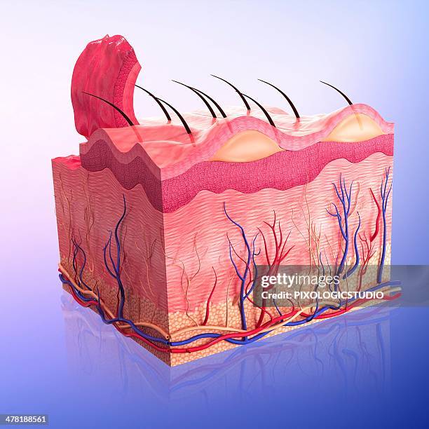 human skin, artwork - human skin layer stock illustrations
