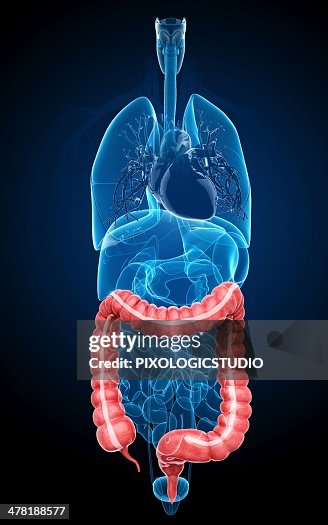 Human digestive system, artwork Human digestive system, artwork