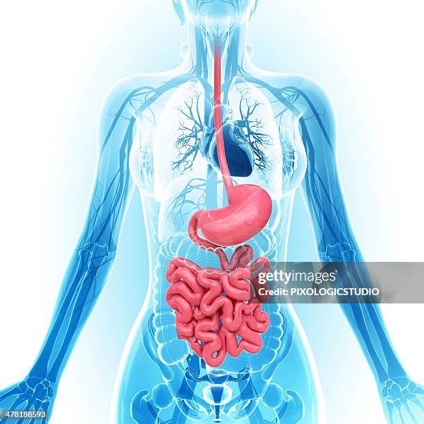 human digestive system, artwork - speiseröhre stock-grafiken, -clipart, -cartoons und -symbole