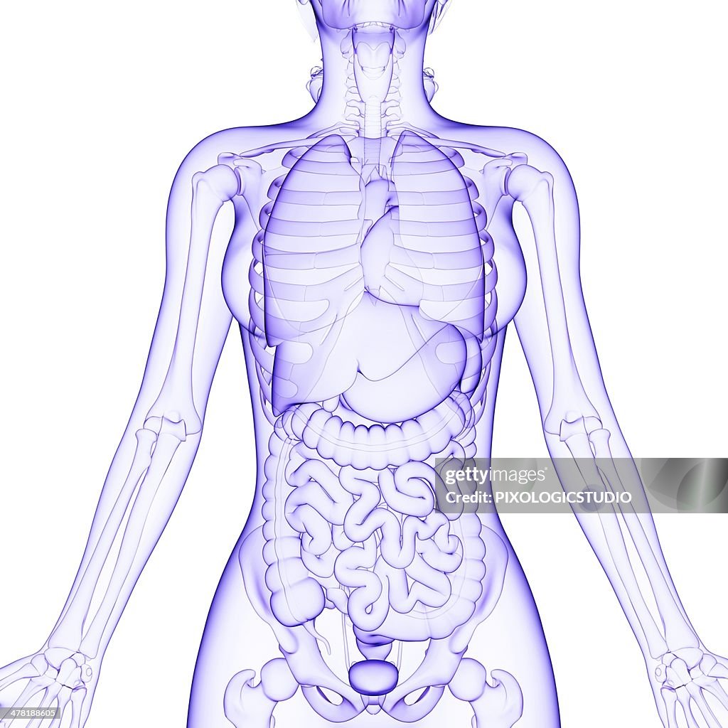 Human internal organs, artwork