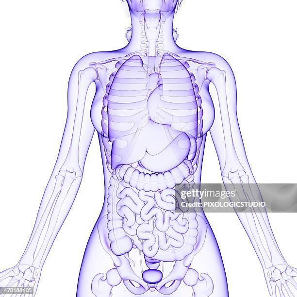 human internal organs, artwork - intestine 3d stock illustrations