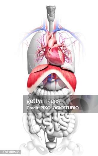 Human respiratory system, artwork Human respiratory system, artwork