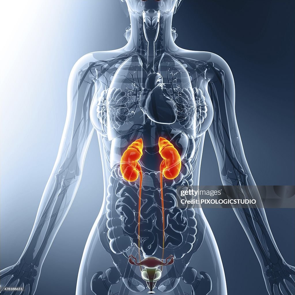 Sysrem Urinary Urinary System Artwork High-Res Vector Graphic - Getty Images