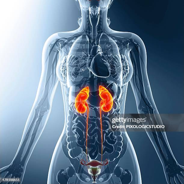 urinary system, artwork - human kidney illustrations stock illustrations