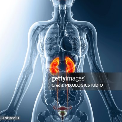 Urinary system, artwork Urinary system, artwork