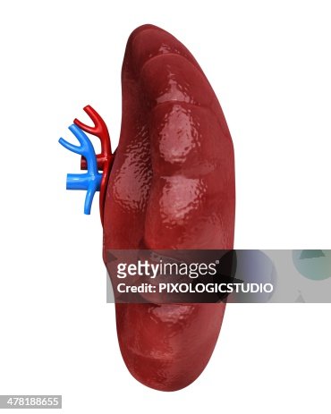 Human Spleen Artwork High-Res Vector Graphic - Getty Images