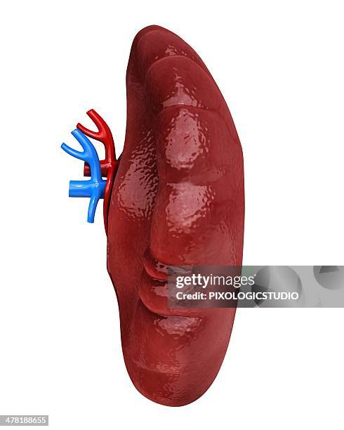 human spleen, artwork - spleen stock illustrations