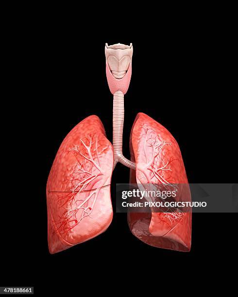 human lungs, artwork - bronchus stock illustrations