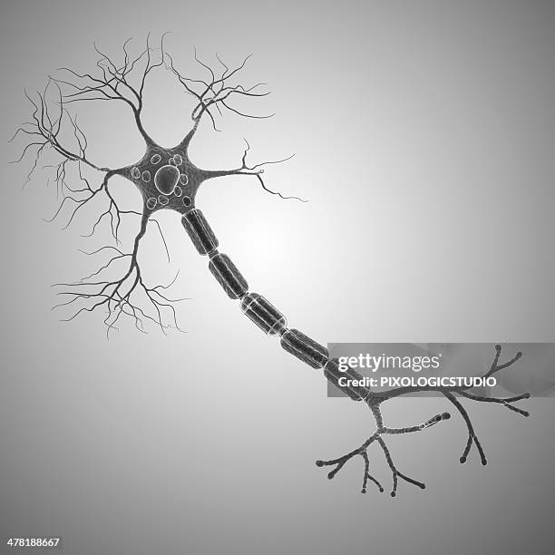 nerve cell, artwork - synapsenendknöpfchen stock-grafiken, -clipart, -cartoons und -symbole