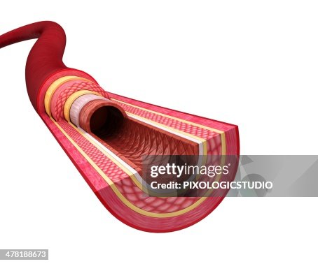 Artera Human Artery Artwork High-Res Vector Graphic - Getty Images
