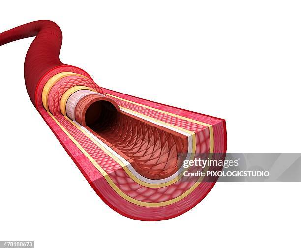 Artera Human Artery Artwork High-Res Vector Graphic - Getty Images