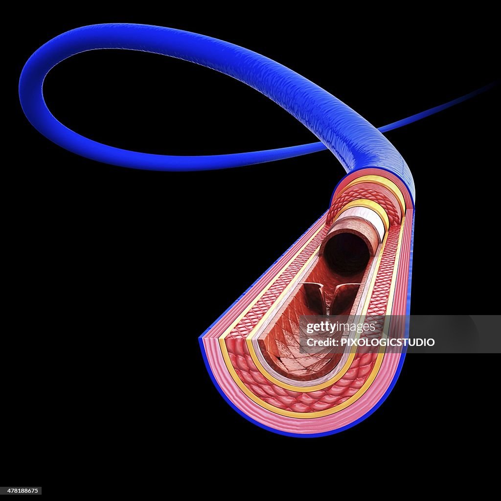 Human Vein Artwork High Biology Diagrams