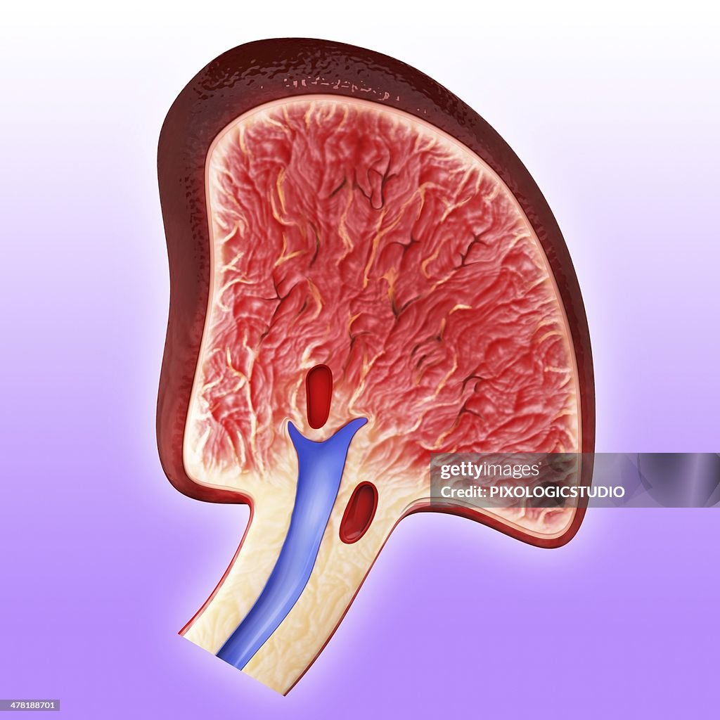 Human spleen, artwork